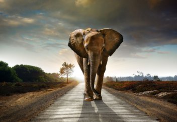 Пілдер қырылып жатыр...