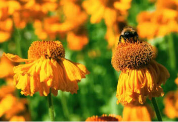 Немецкие ученые открыли новый вид пчелы в Казахстане и назвали в честь Наурыза