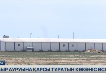 Елімізде обыр дертіне қарсы емдік қасиеті бар қызанақ өсіріледі