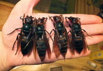 «Жыртқыш» ара (фото+видео)