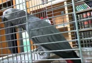 Жануарлар әлемі: Тотықұс та пәктейді бір Алланы (видео)