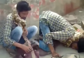 Питон задушил дрессировщика, пока зрители думали, что смотрят представление (ВИДЕО)