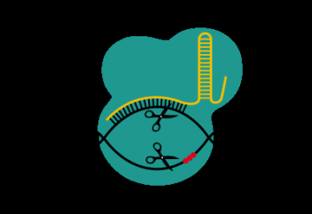 Жаңа ақуыз CRISPR көмегімен редакциялаудың дәлдігін арттырды