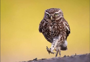 Өзгешелігімен ерекшеленген құстар