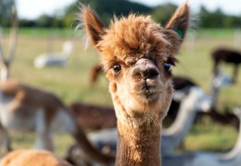 COVID-19: Ученые предложили новый способ борьбы с коронавирусом