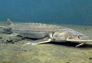 Ғалымдар Қазақстанның Қызыл кітабына енген балық түрлерінің толықтай жойылып кету қаупін мәлімдеді