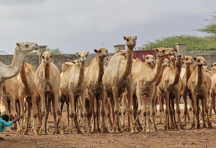 Түйе – Сомали экономикасының драйверіне айналып келеді (видео)