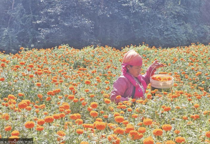Репатрианты из стран Персидского залива превращают выращивание цветов в прибыльный источник средств к существованию