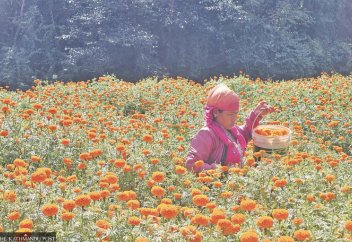 Репатрианты из стран Персидского залива превращают выращивание цветов в прибыльный источник средств к существованию