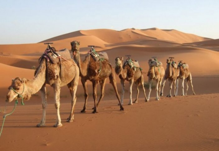 В Саудовской Аравии начали масштабную регистрацию верблюдов