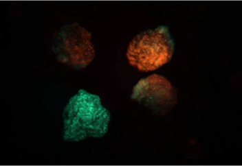 Діңгекті жасушалардан жасалынған биороботтар есте сақтауды үйренді (видео)