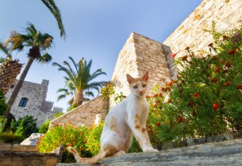 Разные: Японца депортируют из Турции за убийство и поедание кошек