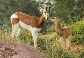 Почти 60 видов млекопитающих попали в Красную книгу ОАЭ