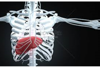 Бауыр адаммен бірге қартаймайды: оның жасы шамамен үште болады – зерттеу