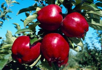 Ғалымдар қызыл алманың жойылатынын болжап отыр