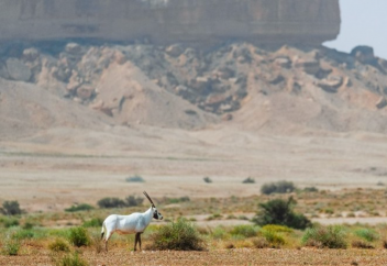 Cаудия табиғатты қорғаудың ауқымды шарасын жүзеге асырады