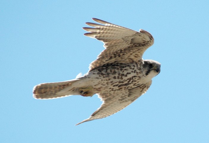 Шейхи охотятся на красоток, или Почему в Казахстане исчезают краснокнижные птицы