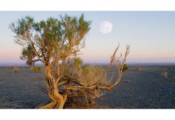 Қазақ пен өзбек Аралды орманға айналдырады