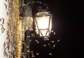 Светодиодтік көше шамдарынан жәндіктер семіріп барады