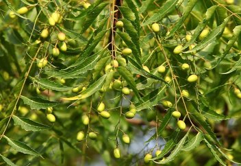 Ағаштан «жанармай-жағармай» алынды