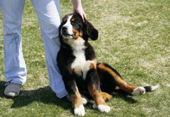 Ит келіп аяғыма сүйкенсе дәрет бұзыла ма?