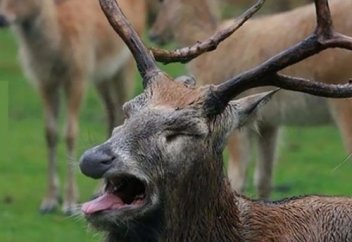 Жиіркеніштісің...