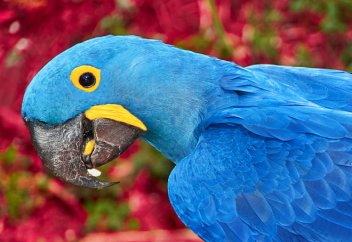 Названы виды, исчезнувшие в 2018 году