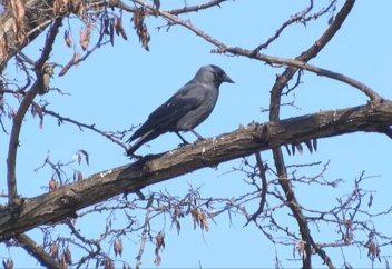 "Аллаһу әкбар" дейтін қарға - видео