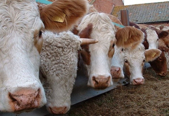 В Нидерландах ведут борьбу с халяльным забоем скота