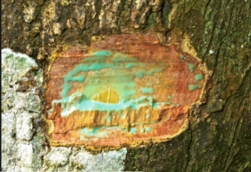 Деревья, по которым течёт металл.  65 деревьев в мире способны давать никель (фото+видео)