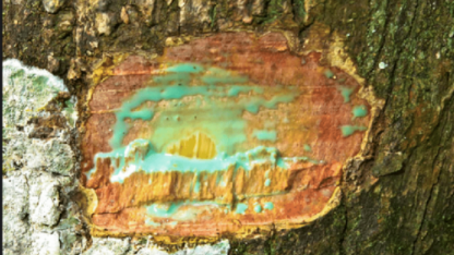 Деревья, по которым течёт металл.  65 деревьев в мире способны давать никель (фото+видео)