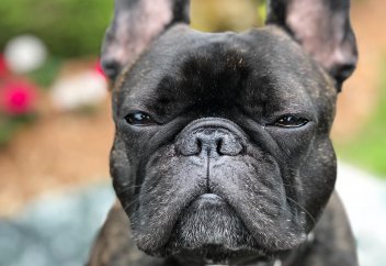 В Нидерландах запретят мопсов и бульдогов