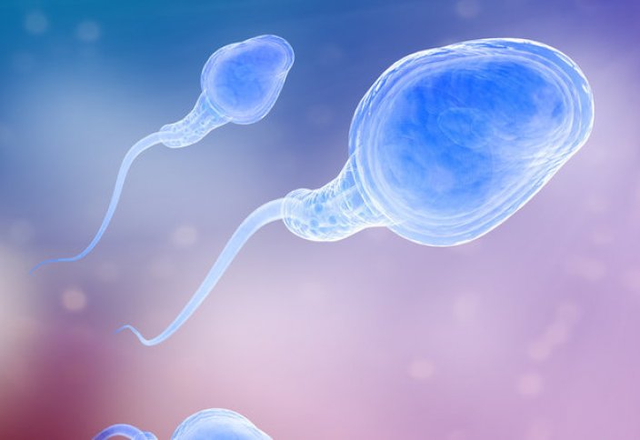 Выяснены правила состязаний сперматозоидов