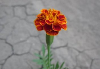 Сағыныш - сарқылмайтын дүние...