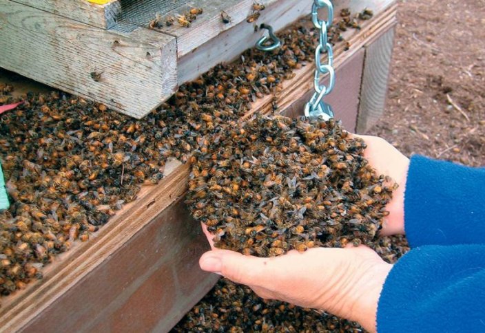 Казахстанский пчеловод заявил о массовом вымирании пчел из-за сельского хозяйства. 10 последствий