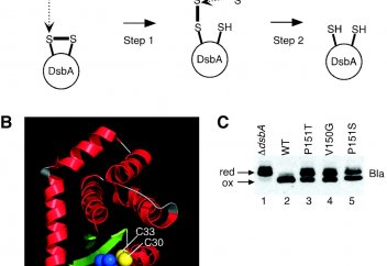Антибиотикке төзімді бактериялардың дәріге төзімділігін төмендетудің жолы табылды