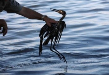 Адам қолынан зардап шеккен жануарлардың жантүршігерлік жағдайы (ФОТО)