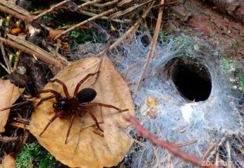 Австралию ждет нашествие ядовитых пауков