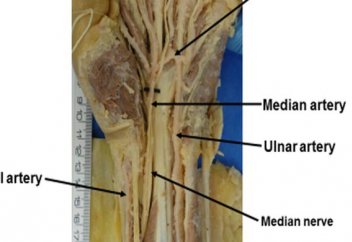 Ғалымдар адам эволюциясының әлі тоқтамағанын анықтады