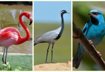 Қазақстанның Қызыл кітабы: қандай құстар Қызыл кітапқа енгізілген