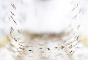 Масаларға адамды шағуға тыйым салынды