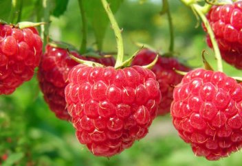 Таңқурайды діни себеппен жеуге тыйым салынды