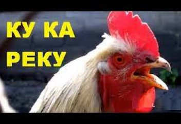 Крики петухов и мычание коров могут стать культурным наследием Франции