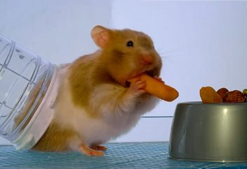 Аламан ұртына қанша азық сыйдыра алады (видео)