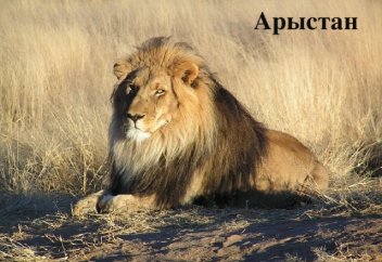 "Алтын жалды" арыстандар азайып барады