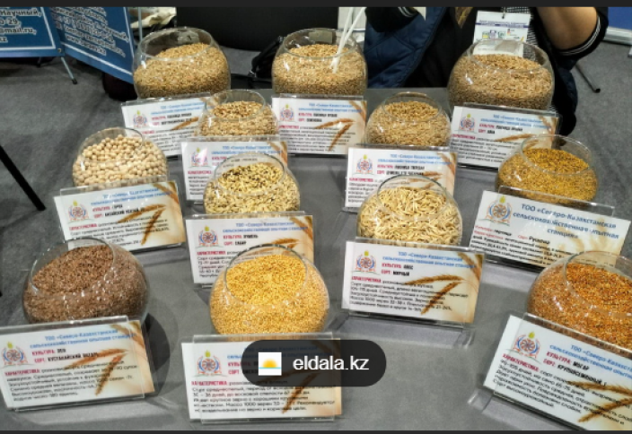 Новых сортов семян казахстанской селекции стало втрое больше