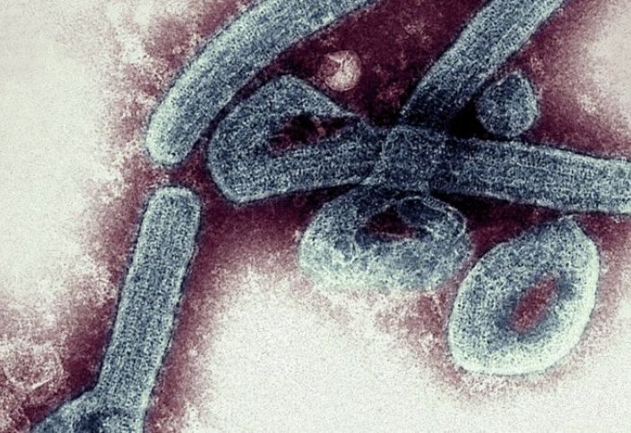 Эболаға ұқсас қауіпті вирус табылды