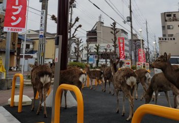 ЖИВОТНЫЕ ОСВАИВАЮТ ОСТАВЛЕННЫЕ ЛЮДЬМИ ГОРОДА