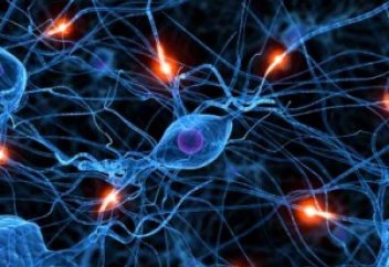 Соединения в мозге человека могут выявить, имеют ли его добрые дела скрытые мотивы