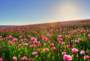 Пайғамбардың (с.а.у.) рухына Құран бағыштауға бола ма?...